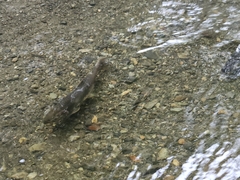 Oncorhynchus gorbuscha