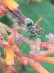 Brachygastra mellifica