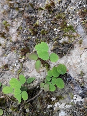 Thalictrum fortunei
