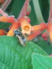 Brachygastra mellifica
