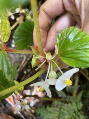Begonia pseudolateralis