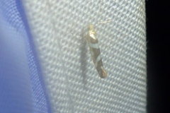 Argyresthia goedartella