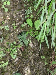 Polystichum neolobatum