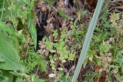 Euphorbia peplus