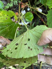 Begonia pseudolateralis