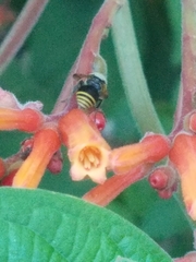 Brachygastra mellifica