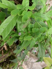 Thalictrum fortunei