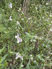 Vicia grandiflora