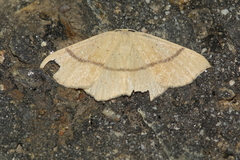 Cyclophora linearia
