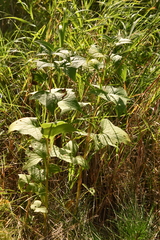 Parasenecio hastatus