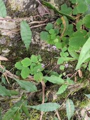 Thalictrum fortunei