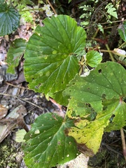 Begonia pseudolateralis