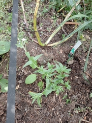 Epilobium roseum