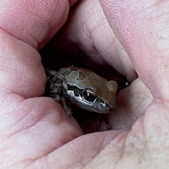 Pseudacris hypochondriaca