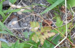 Geranium robertianum