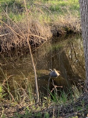 Graptemys geographica