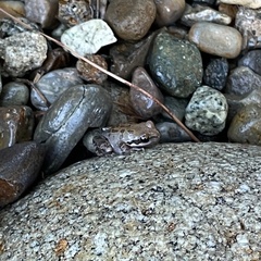 Pseudacris hypochondriaca