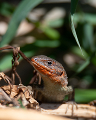 Psammodromus algirus