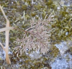 Eragrostis minor