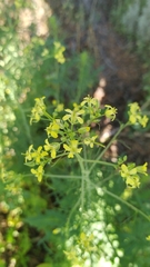 Sisymbrium altissimum