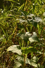 Parasenecio hastatus