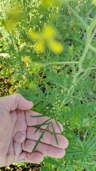 Sisymbrium altissimum