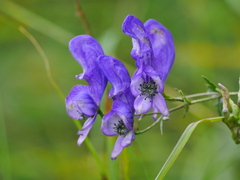 Aconitum variegatum