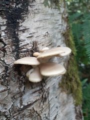 Pleurotus ostreatus