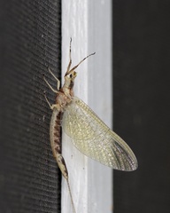 Hexagenia limbata
