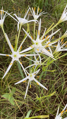 Hymenocallis liriosme