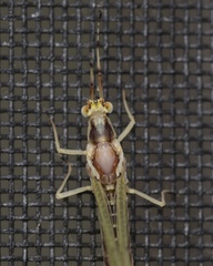 Hexagenia limbata