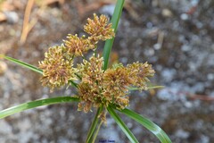 Cyperus eragrostis