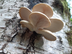 Pleurotus ostreatus