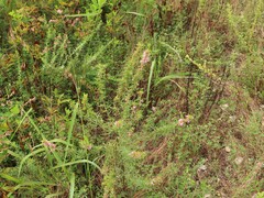 Lespedeza virginica