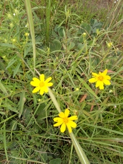 Aspilia mossambicensis