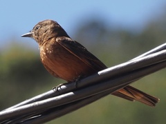 Hirundinea ferruginea