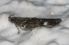 Chionodes lophosella