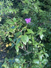 Rhododendron dauricum
