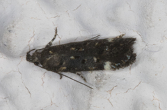 Chionodes lophosella