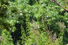 Aloysia citrodora