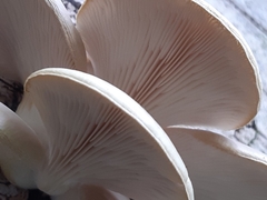 Pleurotus ostreatus