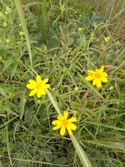 Aspilia mossambicensis