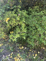 Rhododendron dauricum