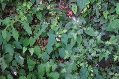 Begonia grandis sinensis