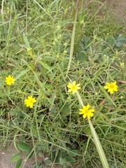 Aspilia mossambicensis