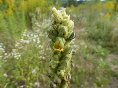 Verbascum thapsus