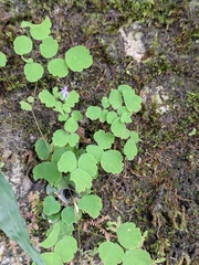 Thalictrum fortunei
