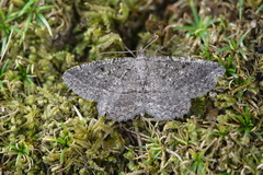 Rhoptria asperaria