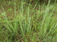 Paspalum floridanum