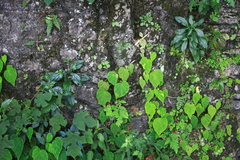 Begonia grandis sinensis